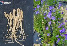 무더운 여름, 건강에 도움되는 약초 2가지