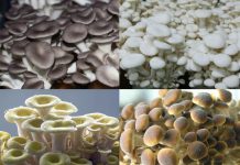 경기도가 개발한 신품종 버섯 4종 맛보세요