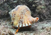 나팔고둥 등 멸종위기 야생동물 5종 다도해 해상서 발견