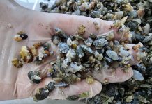 경기도, 수산자원 조성 위해 어린 바지락, 가무락조개, 갯지렁이 355만 마리 연안 갯벌 방류