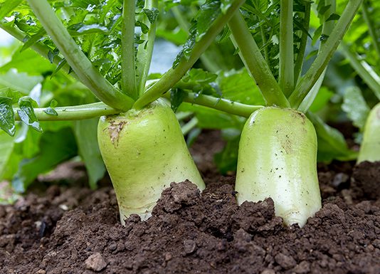 영양소 풍부한 11월 제철 농산물 2가지