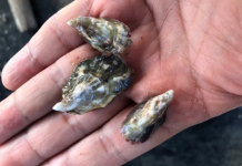 경기도, 굴 생산량 증대를 위한 서해안 명품 ‘개체굴’ 시험양식 성공