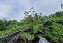 백두대간 설악산권역, 눈잣나무·담비 등 희귀동식물 다수 확인