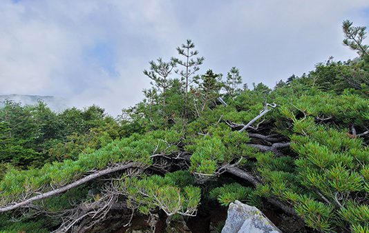 백두대간 설악산권역, 눈잣나무·담비 등 희귀동식물 다수 확인