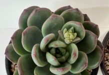 경기도 농업기술원, 인기 다육식물 세덤 ‘초코틴트’, ‘조이틴트’ 개발