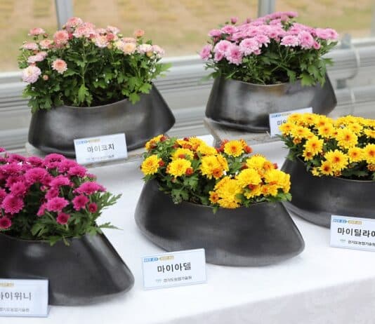 “봄에 꽃 피는 국화 어떤가요”…도 농기원, 자체 개발한 국화 신품종 본격 보급