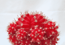 경기도 농기원, ‘레드에이스’ 등 비모란 접목선인장 신품종 3종 개발. 수출 확대 기대