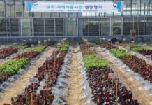 경기도 농기원, ‘상추 우량계통 지역 적응시험’ 현장 평가회 열어