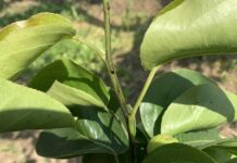 경기도 농기원, 장마철 호우 대비 철저한 과수화상병 예방 활동 당부