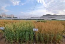 경기도 농기원, 연천·파주 농가에 6월 말 전 쌀귀리 수확 완료 당부