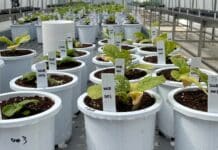 경기도 농기원, 미생물 활용 ‘배추과 뿌리혹병 친환경 방제 기술’ 개발 추진