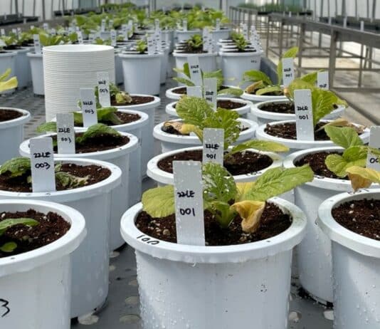 경기도 농기원, 미생물 활용 ‘배추과 뿌리혹병 친환경 방제 기술’ 개발 추진