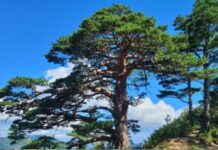 울진국유림관리소, 대왕소나무 숲길 정비사업완료와 스토리텔링 추진