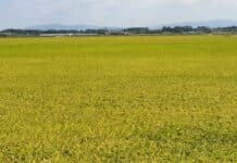 전남도, 가루쌀 생산단지 조성 13개소 전국 최다