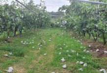 전남도, 가뭄폭염 등 농업재해 복구비 확대한다