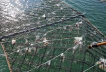 경기바다 특화 김 양식 재배 시험연구. 제부도 인근 양식장서 진행