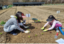 서울시,「동행서울 친환경농장」에서 유기농 채소를 직접 키워보세요