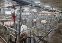 도, 시중 판매 축산악취저감제 효과 실증시험 실시. 축산농가에 정보 제공 예정