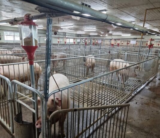 도, 시중 판매 축산악취저감제 효과 실증시험 실시. 축산농가에 정보 제공 예정