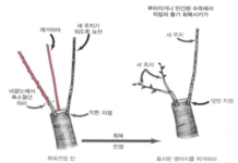 서울기술연구원, 봄맞이 올바른 가로수 가지치기 방법 제안