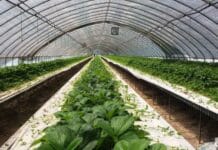 딸기 육묘 첫걸음 ‘모주 관리’ 중요