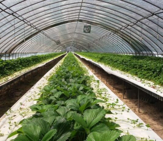 딸기 육묘 첫걸음 ‘모주 관리’ 중요