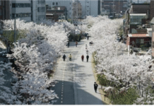 서울시, ‘아름다운 봄 꽃길 171선’에서 인생의 꽃길을 걸어보세요