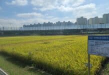 경기도농기원, 기후변화에 따른 벼 모내기 시기 재설정