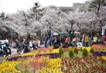 경기도청 봄꽃축제 4월 7~9일 개최. 4년 만에 주변 상권과 함께 ‘활짝’