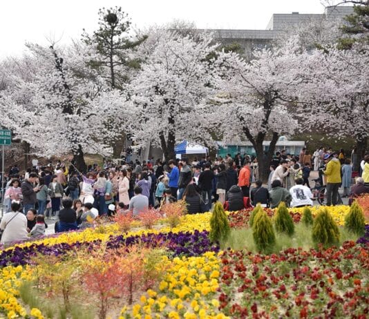 경기도청 봄꽃축제 4월 7~9일 개최. 4년 만에 주변 상권과 함께 ‘활짝’
