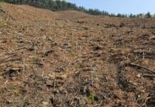 도 산림자원연구소, 편백·백합나무 등 15만 그루 식재