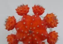 경기도 농기원, 접목 선인장 신품종 개발…수출 촉진 기대