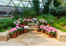 서울식물원은 수국세상…개발 8품종 수국도 만나보세요