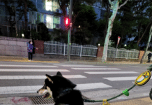 서울 반려견 순찰대, 길 잃은 지적장애인 발견해 무사히 가족 품으로