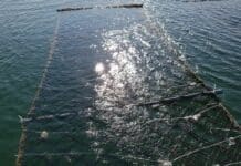 경기도, 경기바다 특화 김 종자 재배 시험연구 결과…생산·성장 우수