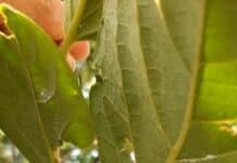 경기도, 따뜻한 봄철 기온으로 외래 해충 빠른 부화 예측…적기 방제 필요