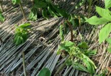 도 농기원, 비 잦고 일교차 큰 날씨에 병 발생 주의 강조