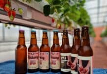 경기도농업기술원, 쌀맥주에 이어 딸기맥주도 개발,. 시제품 시음회 열어