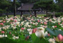 경기도 지방 정원 제1호 양평 ‘세미원’에서 7월 1일부터 연꽃문화제 개최