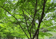 인천시, 2026년까지 공보육 이용률 50%로 올린다