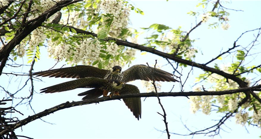 서울의 공원에는 천연기념물 솔부엉이와 소쩍새가 살아요