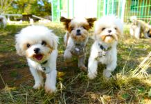 경기도에서 보호 중인 긴급 구조 강아지 687마리, 23일부터 입양 시작