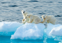 인천대공원에서 20일부터 극지 체험 전시회 열려