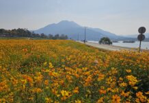 남양주시, 한강 팔당리 노랑코스모스 새 명소로 발돋움