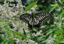 내년 고복자연공원 내 자연생태관찰장 들어선다