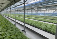 ‘양액재배’로 바꿔 소득 5배 폭증