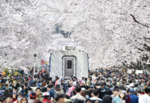 제62회 진해군항제 D-24, 모두가 즐기는 축제를 만들다