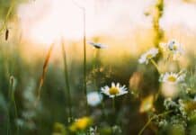 봄 내음 가득한 걷기: 새로운 시작의 계절