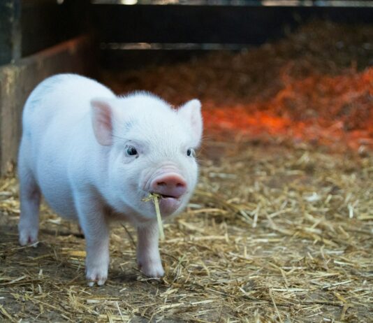 아프리카돼지열병·럼피스킨 방역관리 실태 특별점검 white piglet chewing hay