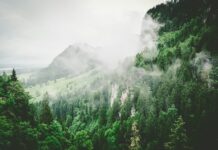 환경평가 1~2등급지도 지역전략사업 추진 땐 그린벨트 해제 green leaf trees sprouts on mountain